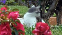 Funny Cats Compilation Most See Funny Cat Videos Ever