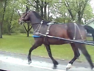 Amish Paradise