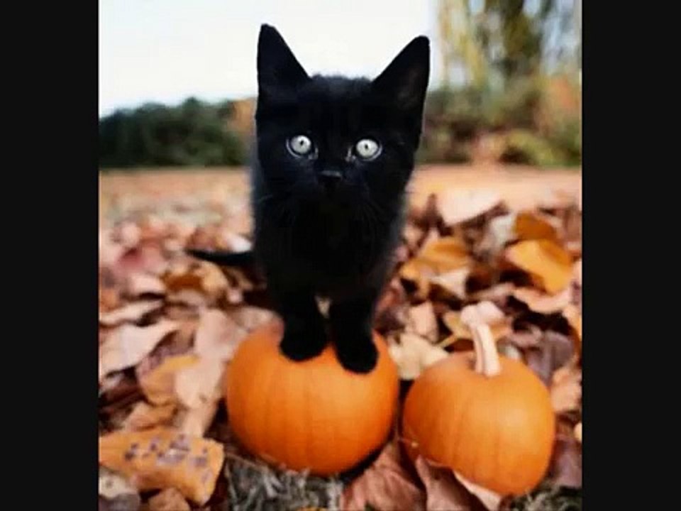 Volevo un gatto nero!