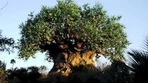 Update on Disney's Avatar area at Animal Kingdom theme park