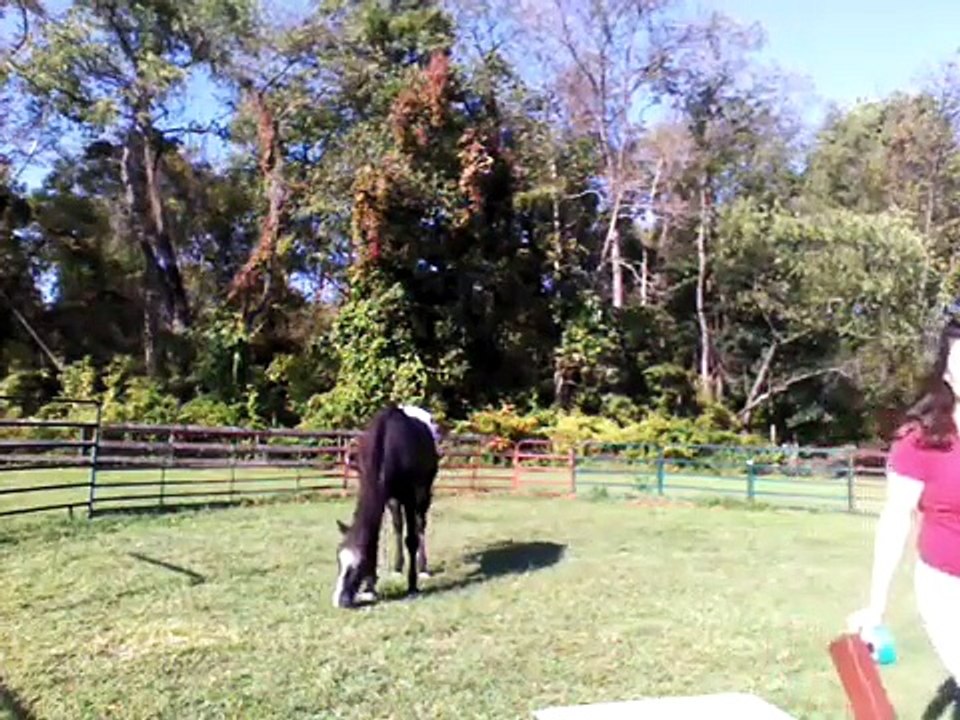 Horse training  creating the bond.