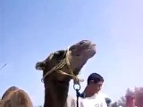 Camel Drinking Soft drinks - Very Funny