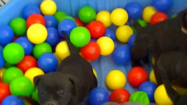 70ème vidéo Les femelles staffie de la 20ème portée de Staffordland