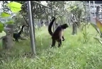 Spider Monkeys of Jungle Friends