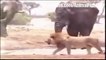 Lion vs Elephant Real Fight To Death   Animal Fight TV