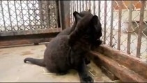 During the cleaning - Black jaguar cubs in Szeged Zoo