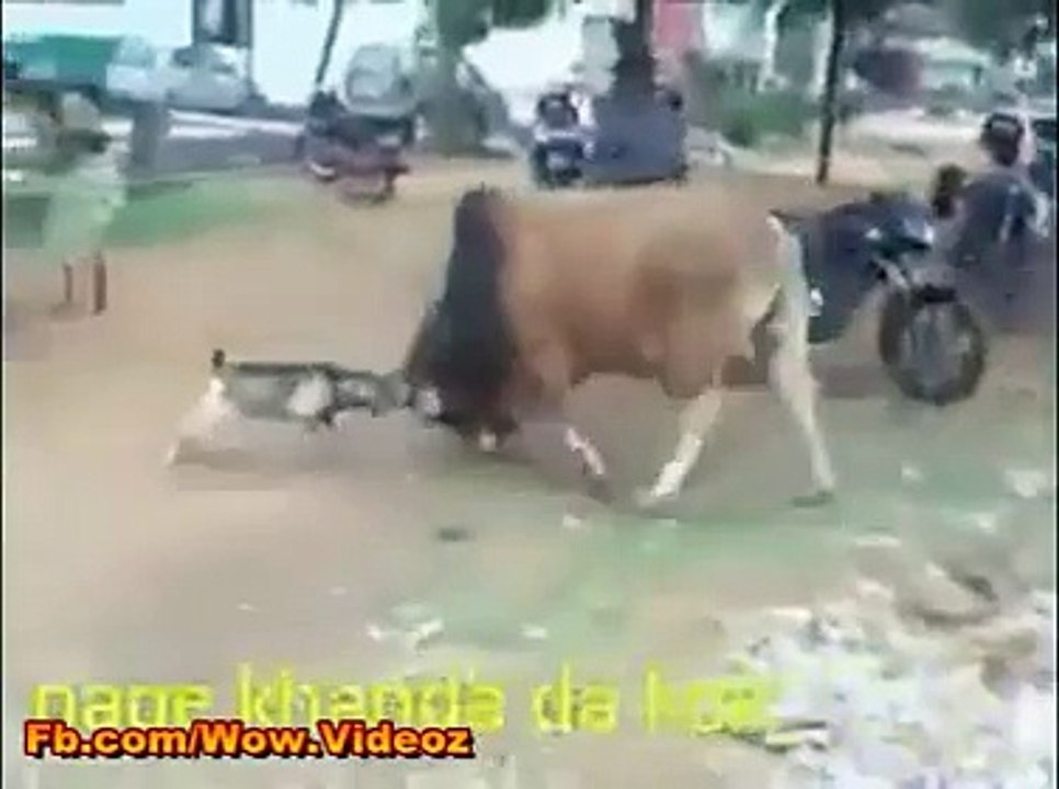 Goat vs Bull g.com