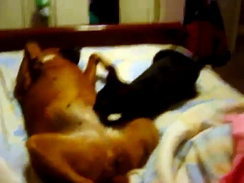 cat nursing dog