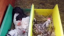 Début d'éclosion de mes poussins de Bantam de Pékin + SURPRISE (à venir!)