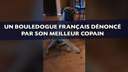 Un bouledogue français dénoncé par son meilleur copain
