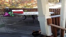 Squirrels harassing my cat
