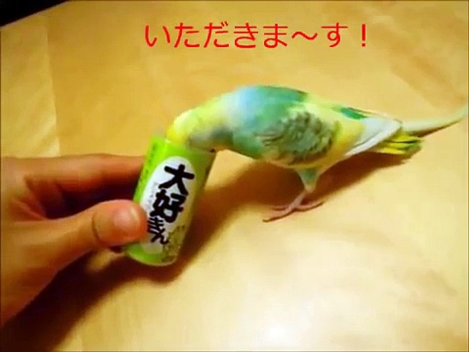 セキセイインコのルーたん、見たら鳥のおやつを食べたくなる動画？！