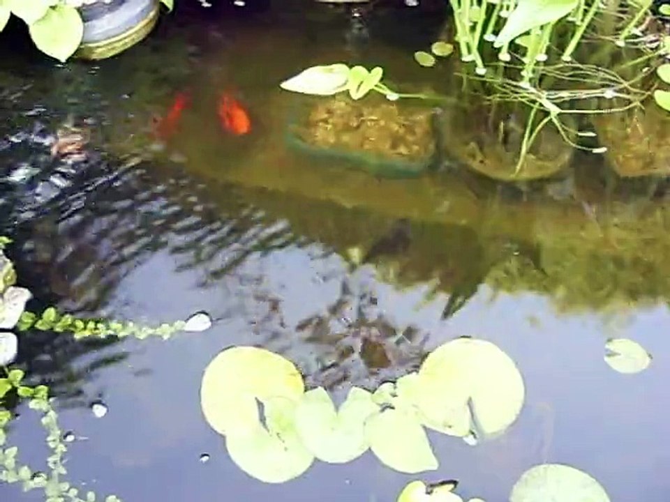 mes poissons dans le bassin hors-sol