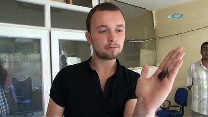 Gergedan böceği bu kez Bilecik’te bulundu