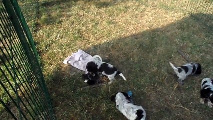 Premiere sortie des bébés cocker de isia