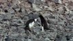 Animal Capers - Search For Antarctic Chicken