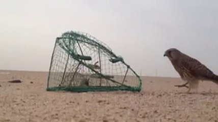 کیا باز جال میں پھنس جائے گا؟؟؟