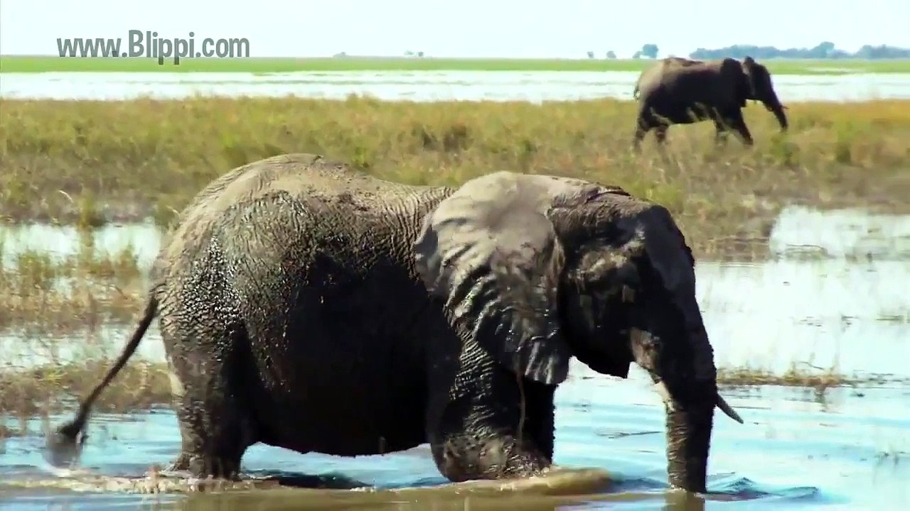 Learn about Animals for Toddlers – Funny Zoo Animal Sounds – Elephant