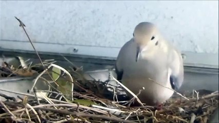 Mourning dove tests nest, calls to mate