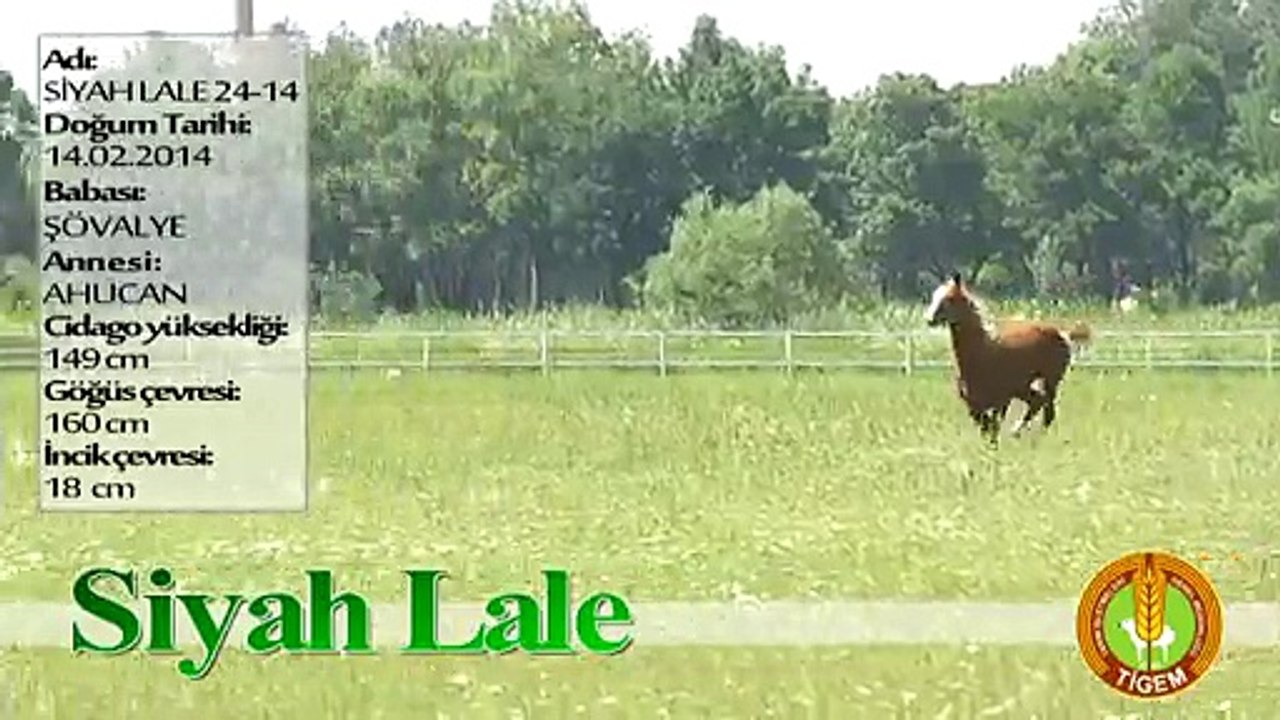 SİYAH LALE