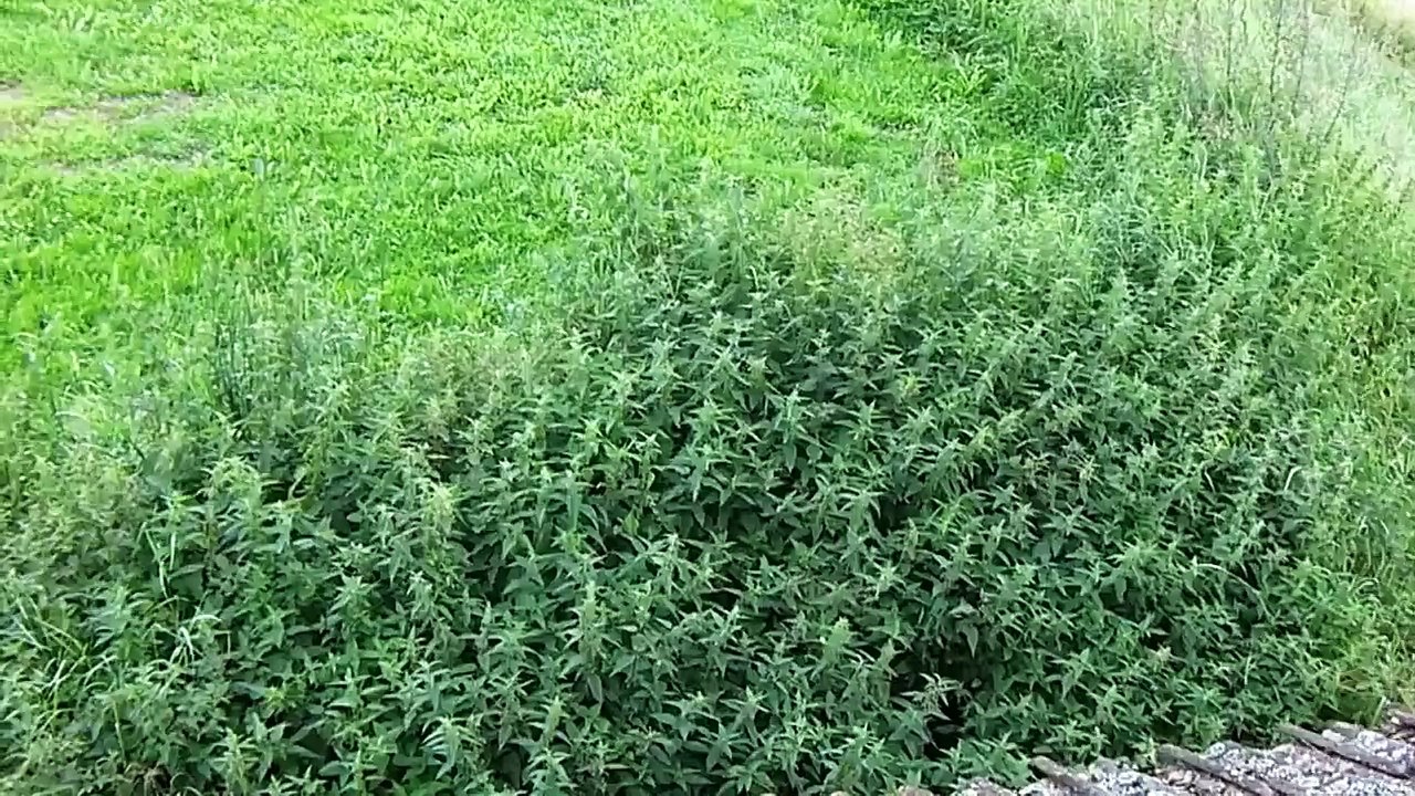 Jumping into stinging nettles