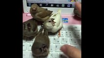 Cute angry little birds on laptop keyboard!
