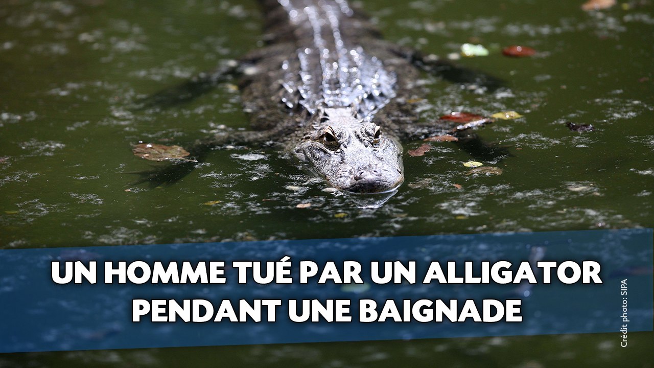 Un homme tué par un alligator pendant une baignade