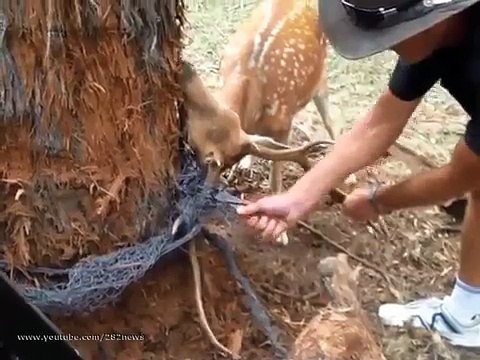 Un homme sauve un cerf dont les bois étaient pris dans des fils de fer