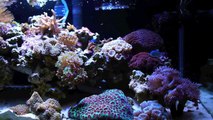 20 gallon Long Nano Reef Tank (Saltwater Aquarium)
