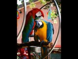 Macaws Parrots!