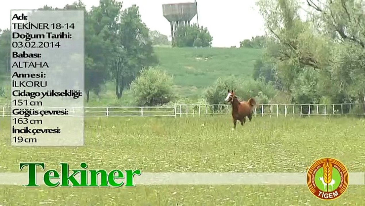 TEKİNER