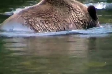 ataque de oso grizly