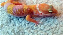 Pros and Cons of Keeping Leopard Geckos