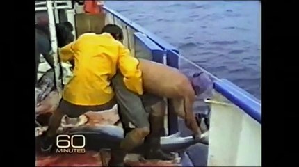 ホホジロザメをてなづけた伝説のサメ男「シャークマン」