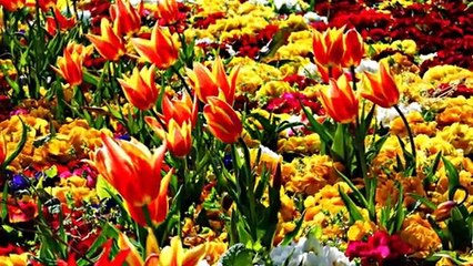 Artık Sevmeyeceğim. Yunanca-Türkçe