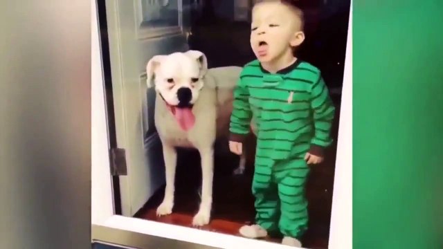 Funny Animal Compilation Must See Best Videos Cats Dogs Rabbits 2015 HD