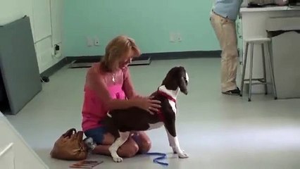 Son chien handicapé retrouve sa mobilité ! Regardez la réaction émouvante de sa maitresse !