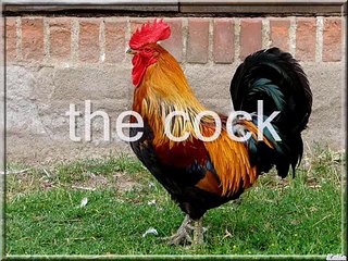 Animal sounds, odgłosy zwierząt, sonidos de animales, 動物的叫聲