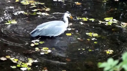 grausame Tierwelt - Graureiher (Fischreiher) macht Beute - ZEITLUPE (Slowmotion)