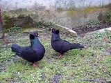 SESSO TRA COLOMBI (pigeon sex) sottobanca neri 2011