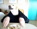 Labrador che mangia con le mani! Incredibile