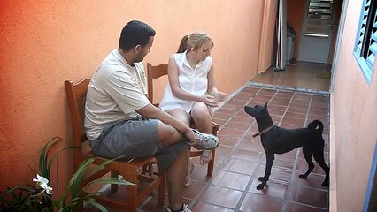 Ensinando o cão a latir - Bicho Sem Preguiça