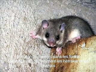 petite enquête sur le loir gris