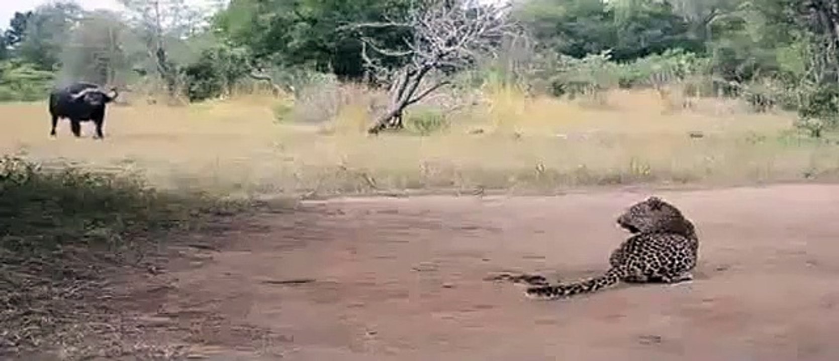 National Geographic Documentary Wild Animals attack National Geographic Animals  39