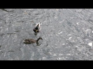 Como Lake 4K - Panorama, boats, ducks, airplanes: Video test Panasonic HC-X1000