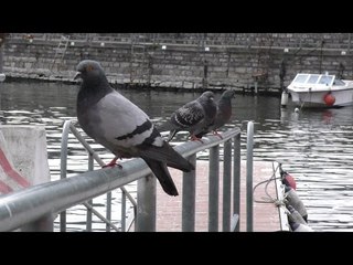 Como Lake 4K - Pigeons: Video test Panasonic HC-X1000