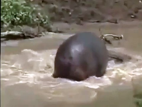 National Geographic Documentary Wild Animals attack National Geographic Animals 7