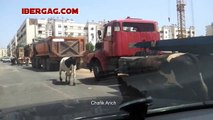 Maroc _ Les Vaches se promènent à Casablanca المغرب_ الأبقار يتجولون في الدار البيضاء