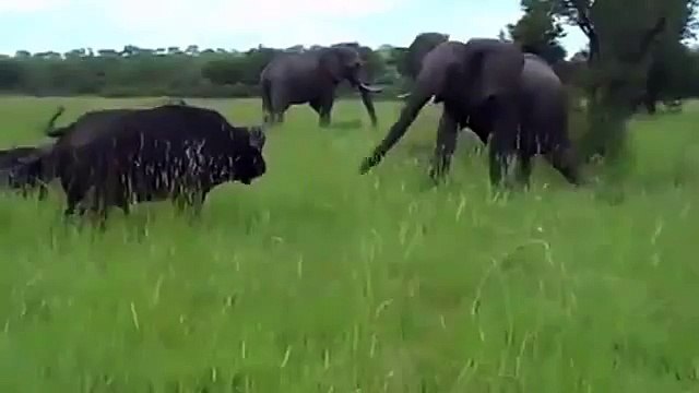 National Geographic Documentary Wild Animals attack National Geographic Animals 3