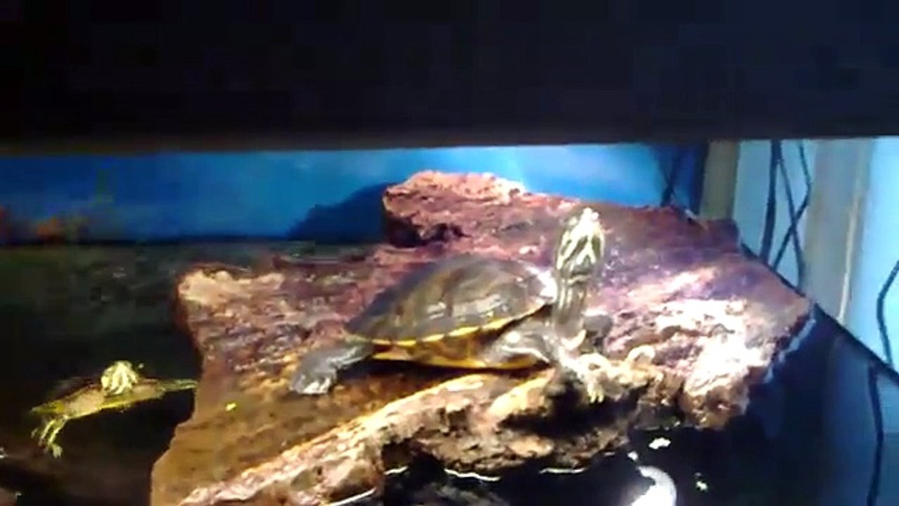 my turtle aquarium